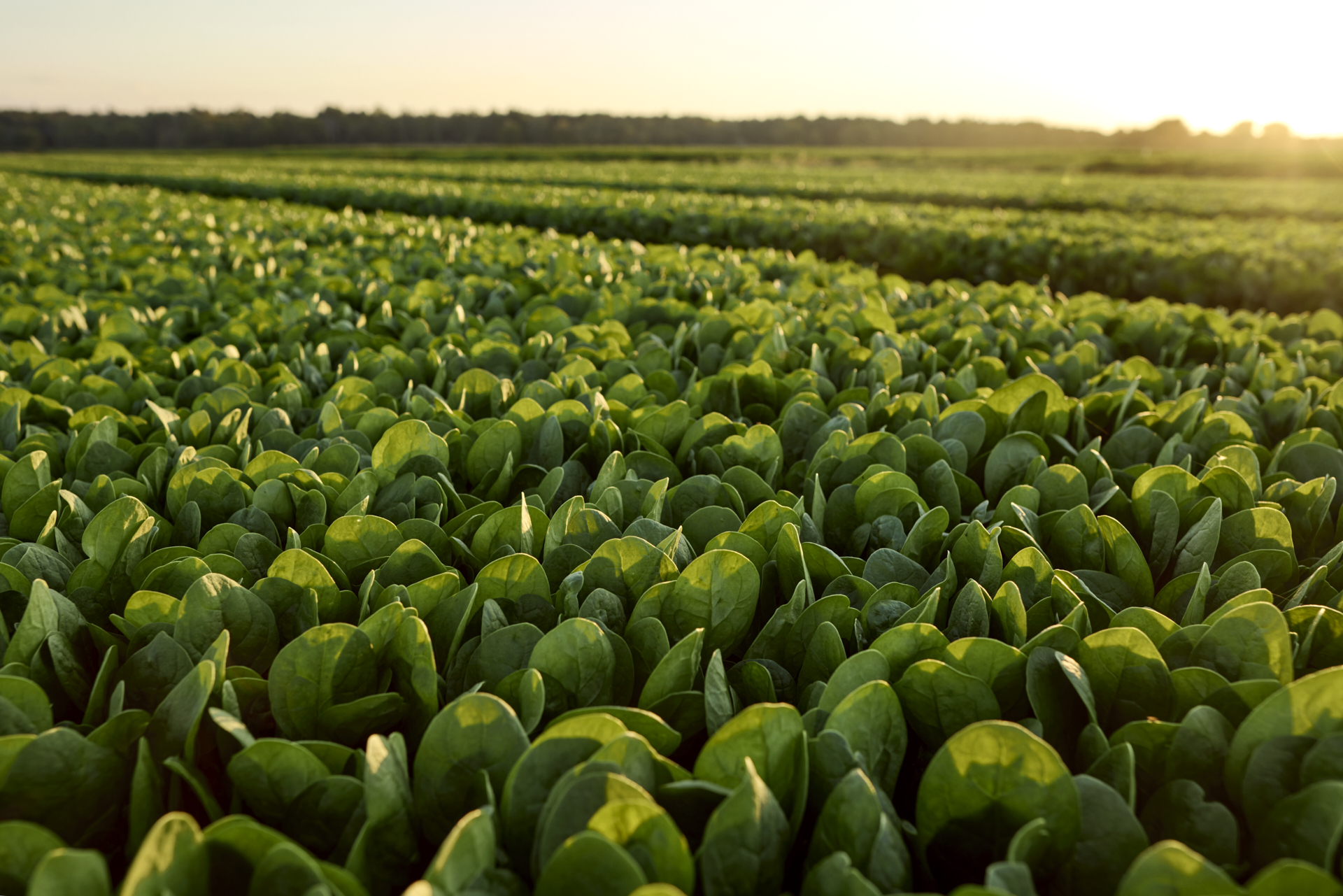 Champ bébé épinards